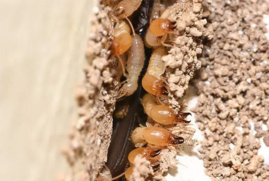 Termite Control Matters In Pacific Palisades
